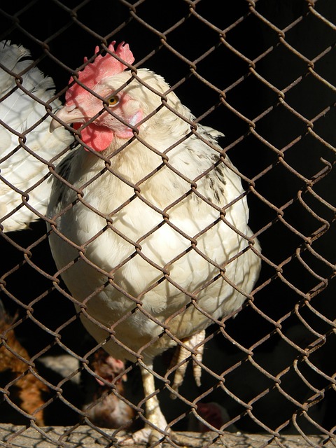 悠悠桑梓情 悠悠桑梓情