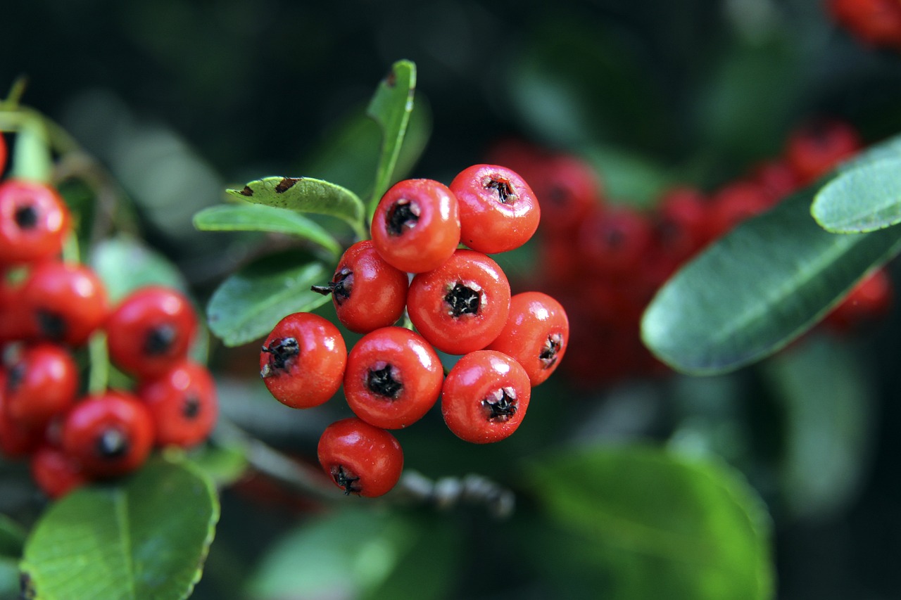 未来的联赛 未来的联赛